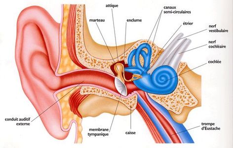 oreille interne